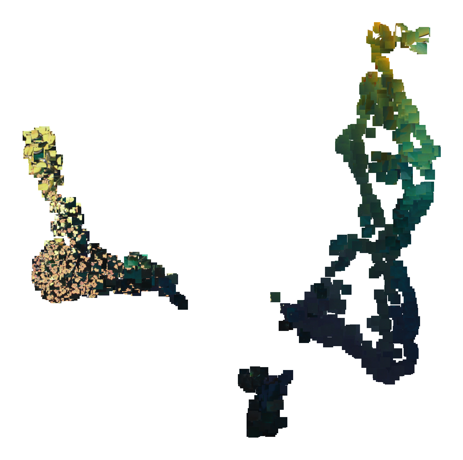 UMAP 2D embedding of macrophyte image tiles, coloured by predicted species