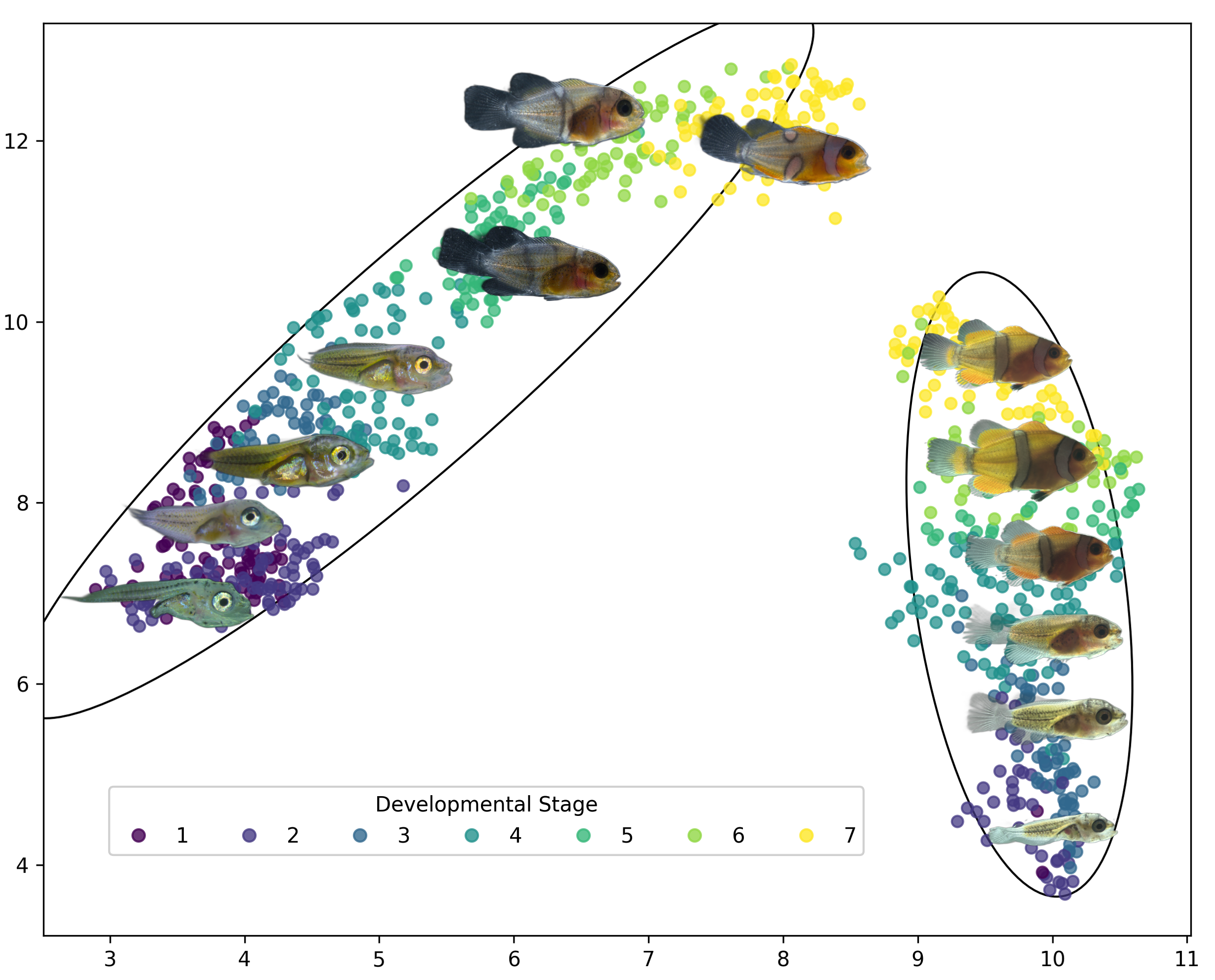 UMAP embedding of fish images shown as a 2D map of image tiles
